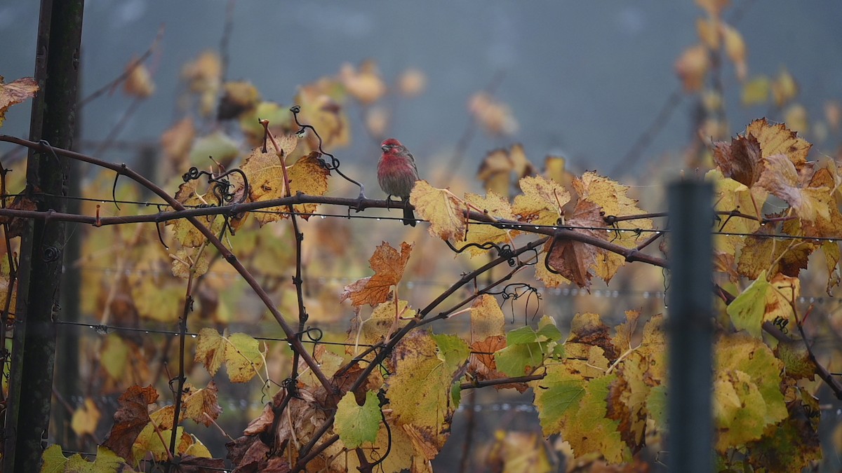 Camachuelo Mexicano - ML645868759