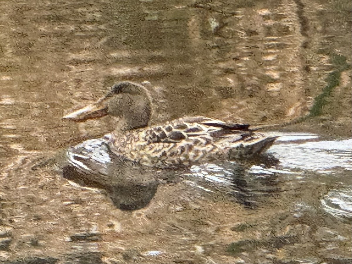 Cuchara Común - ML645868761