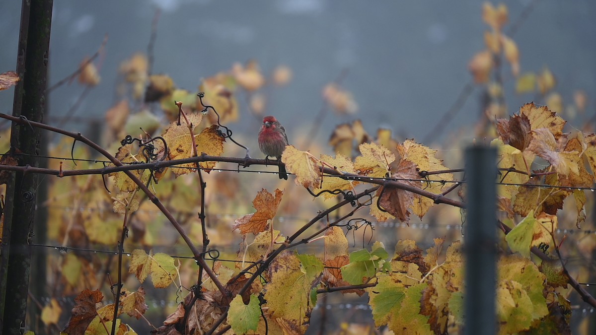 Camachuelo Mexicano - ML645868762