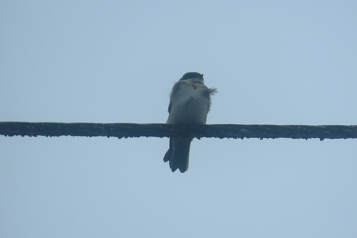 Golondrina Barranquera - ML645868763