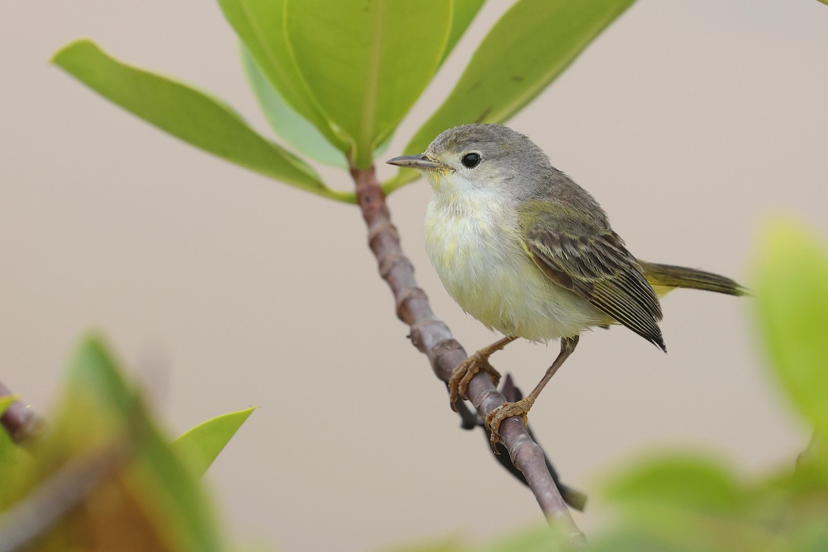 Reinita de Manglar (Galápagos) - ML645868764