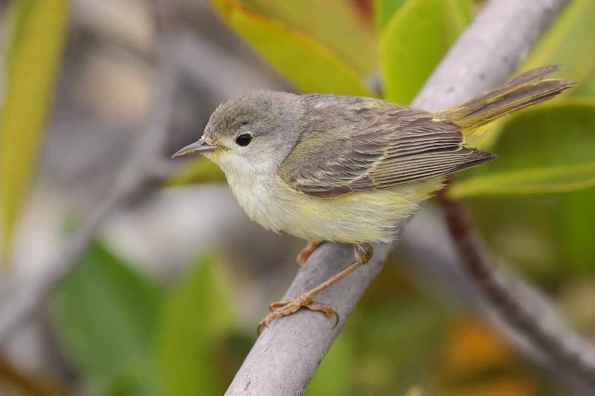 Reinita de Manglar (Galápagos) - ML645868767