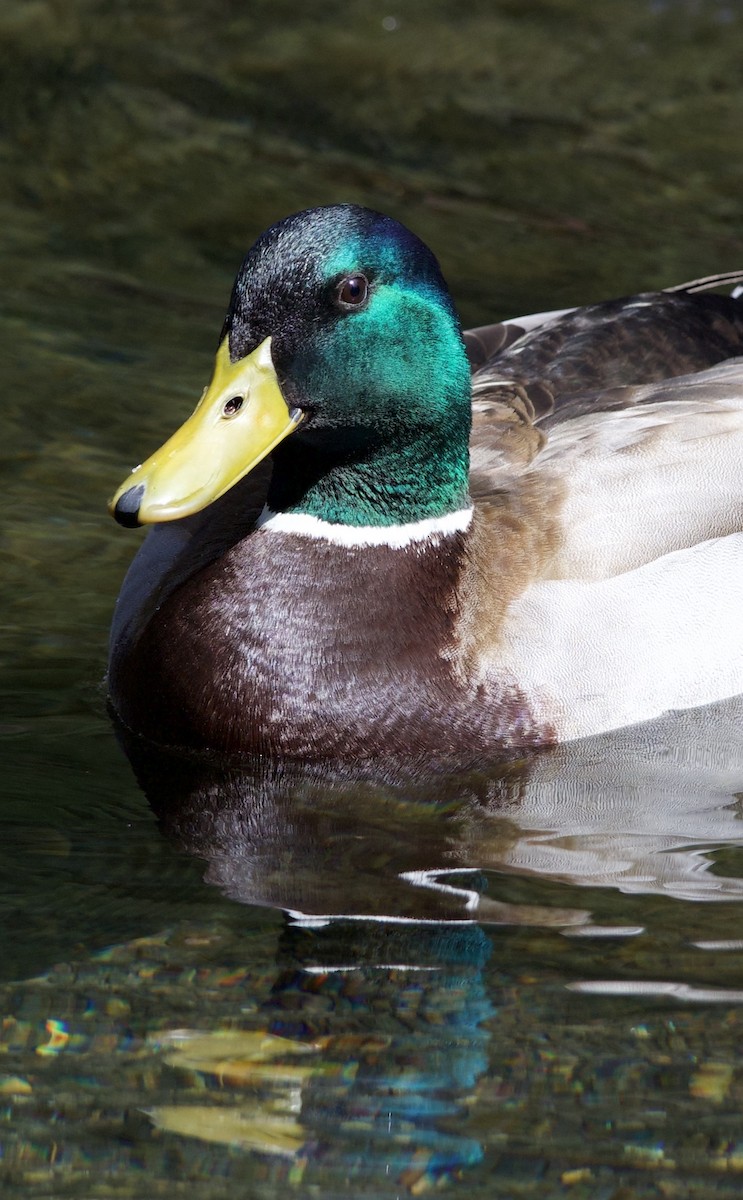 Ánade Azulón - ML645868768