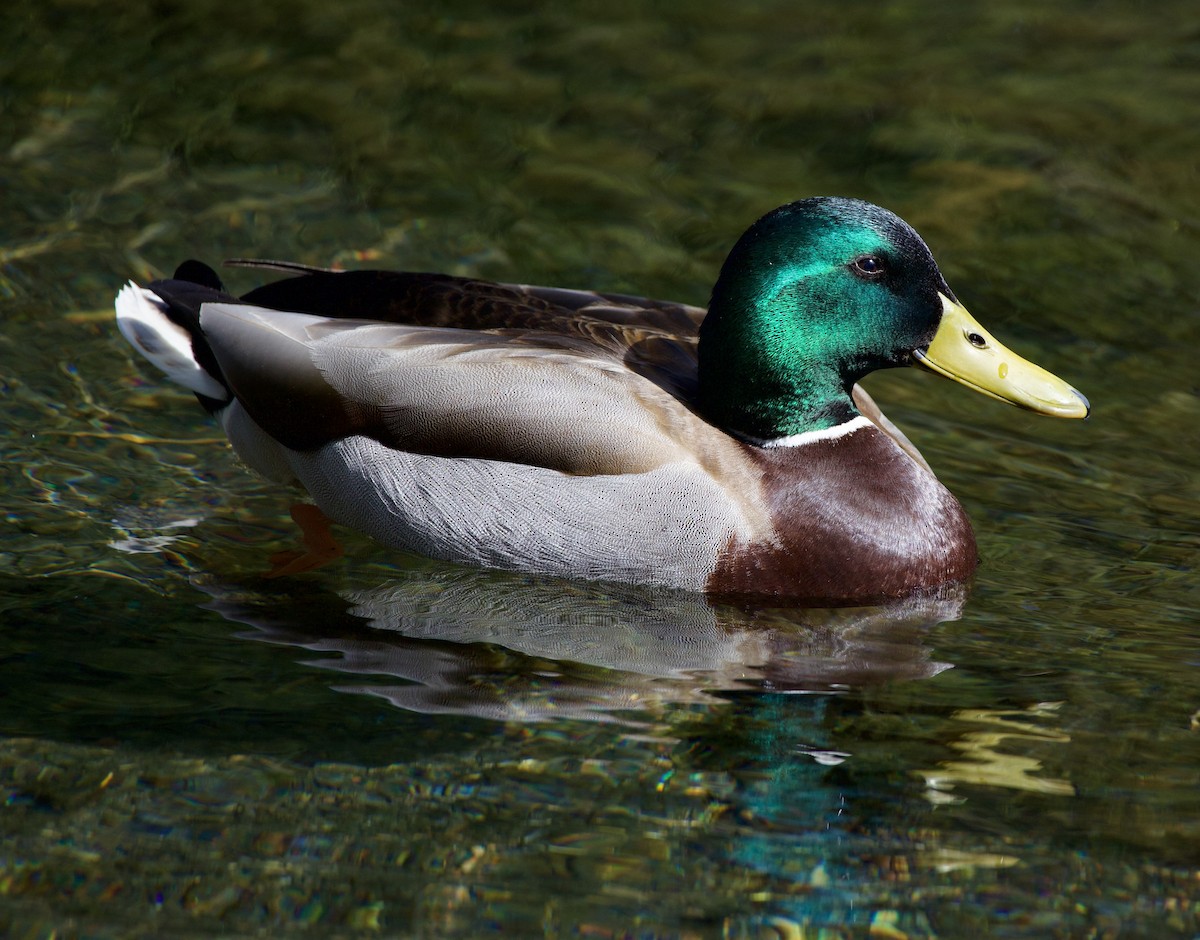 Ánade Azulón - ML645868769