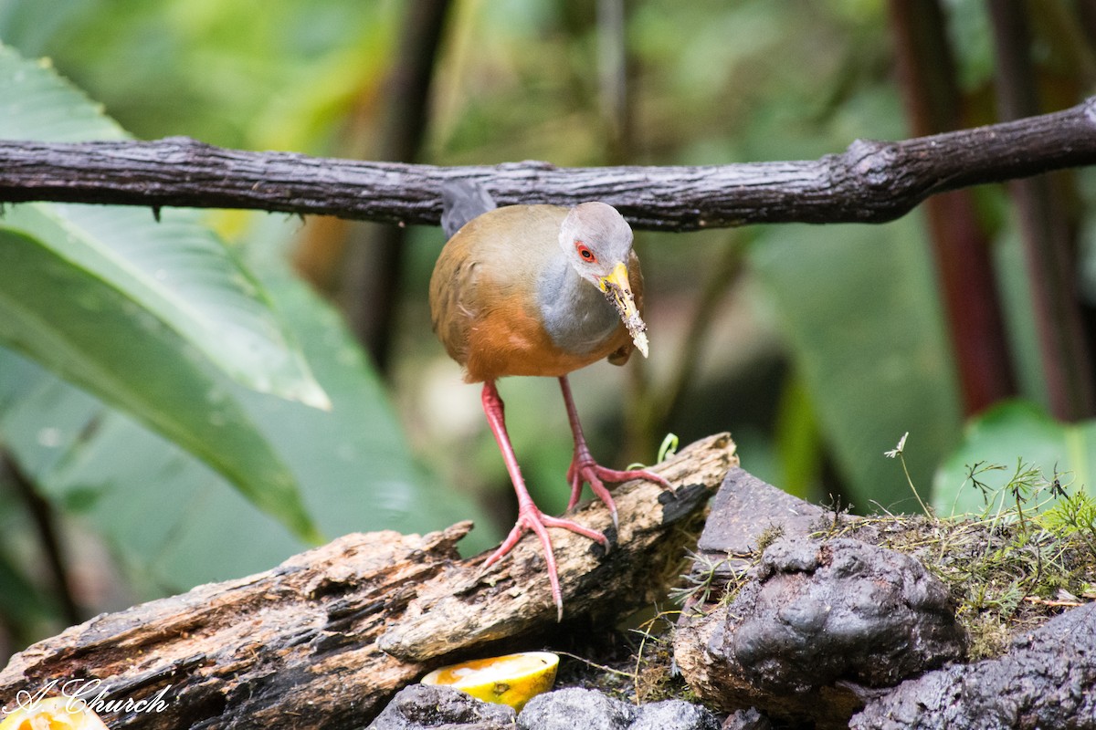 Cotara Chiricote - ML645868770