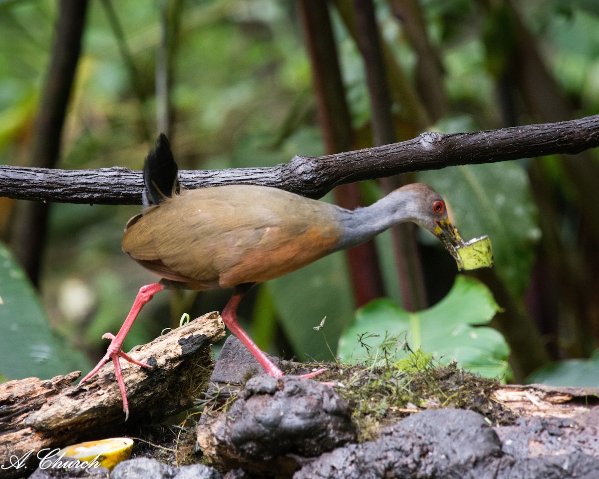 Cotara Chiricote - ML645868771