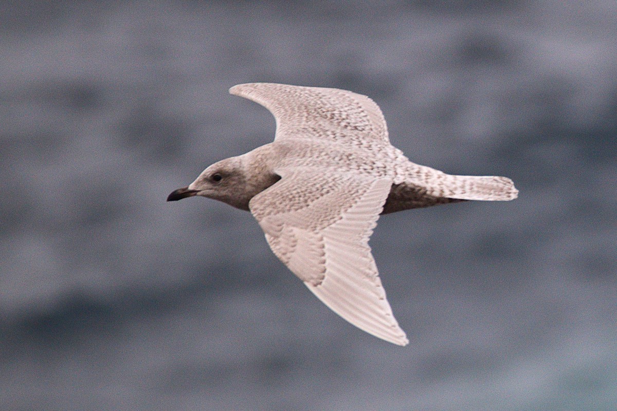 Gaviota Groenlandesa - ML645868772