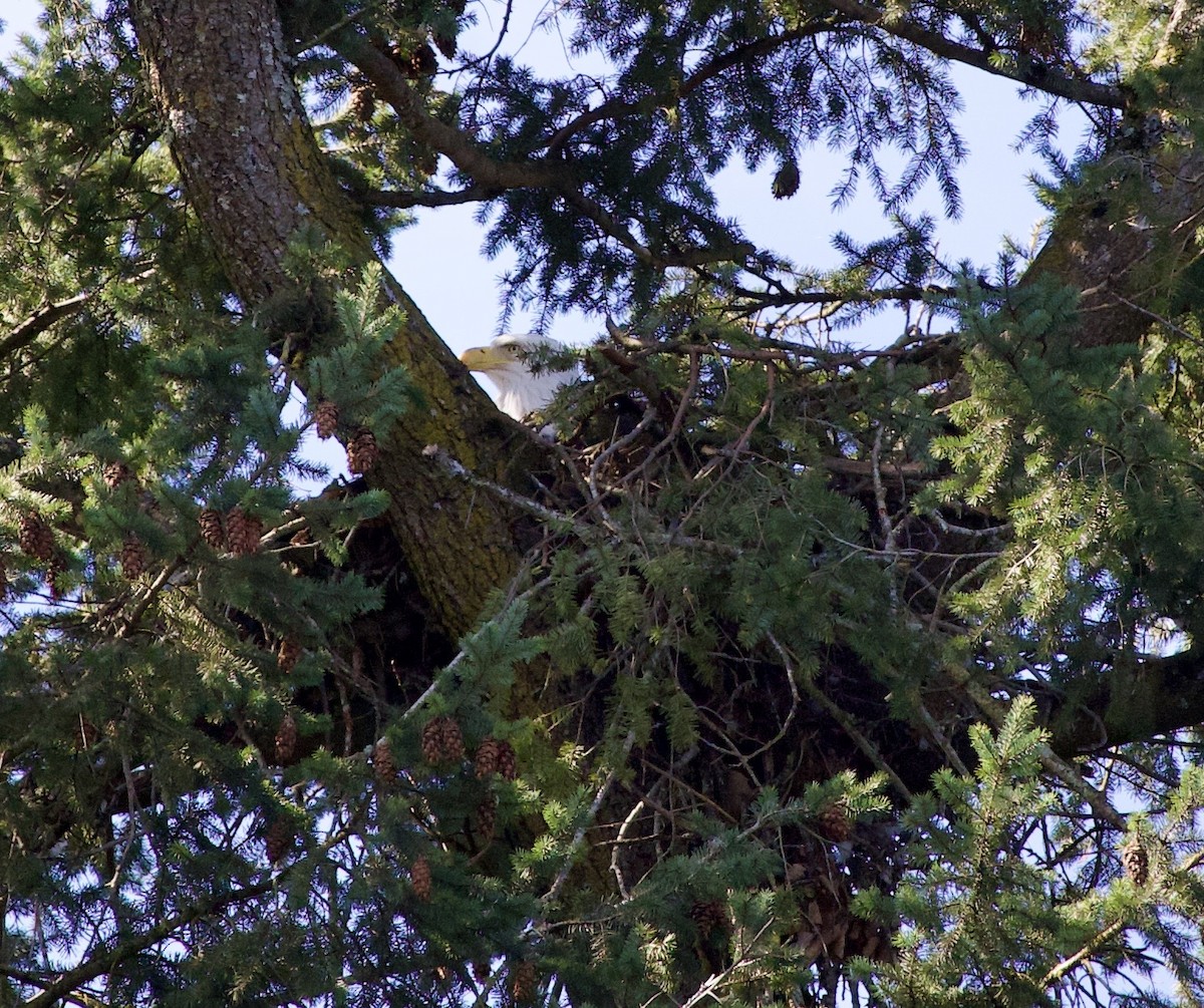 Pigargo Americano - ML645868773