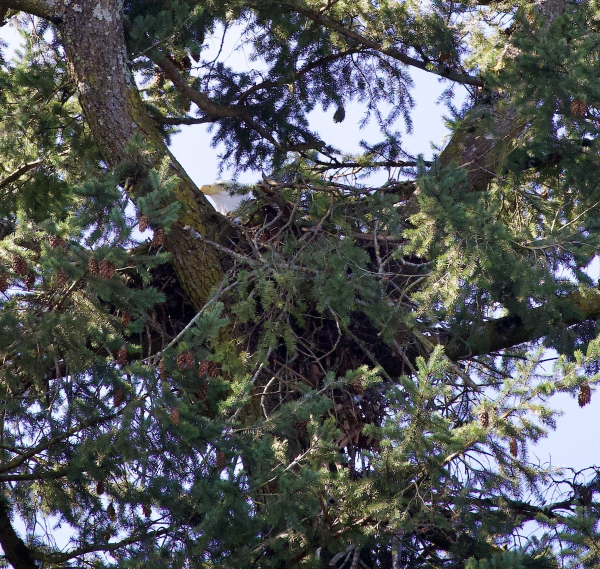 Pigargo Americano - ML645868774