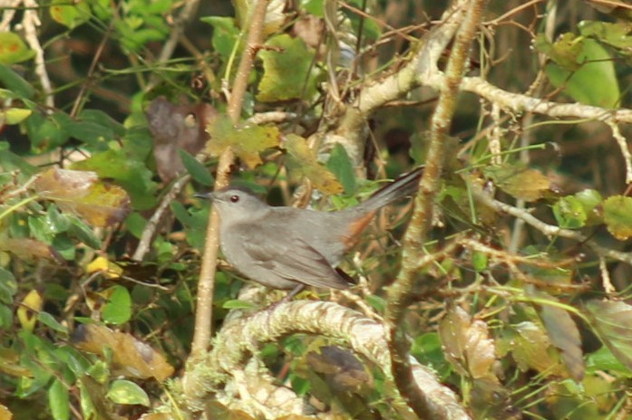 Pájaro Gato Gris - ML645868775