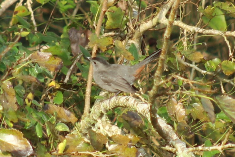 Pájaro Gato Gris - ML645868776