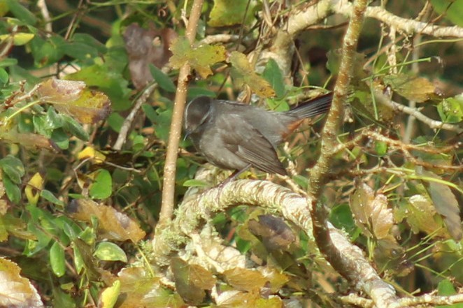 Pájaro Gato Gris - ML645868777