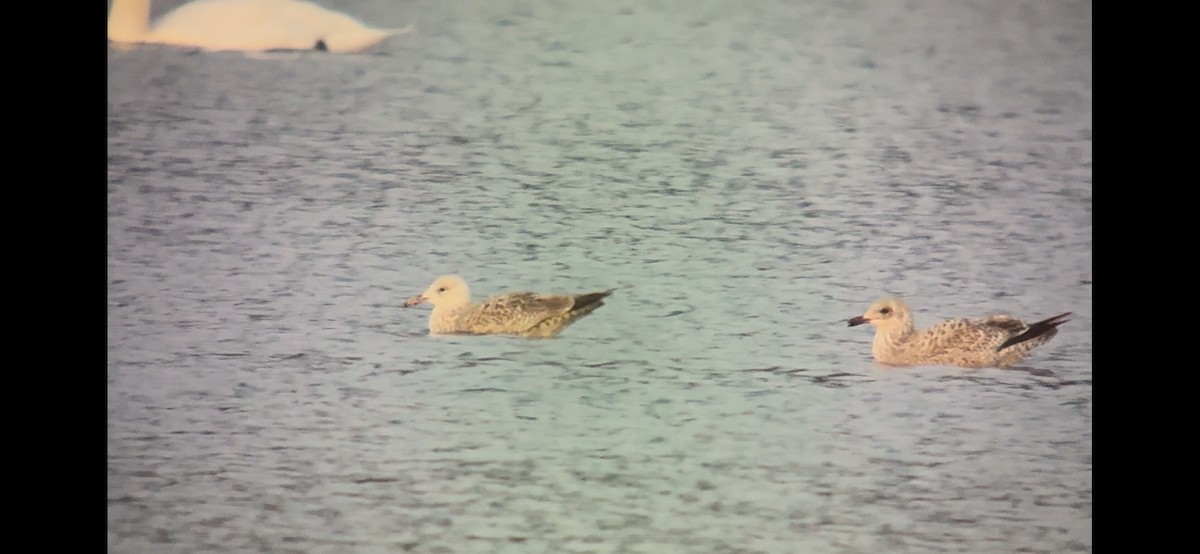Caspian Gull - ML645868809