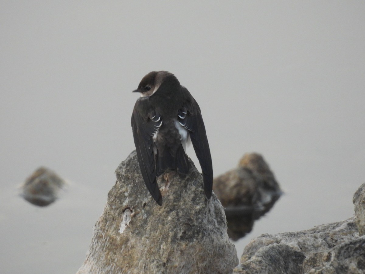 Violet-green Swallow - ML645868813