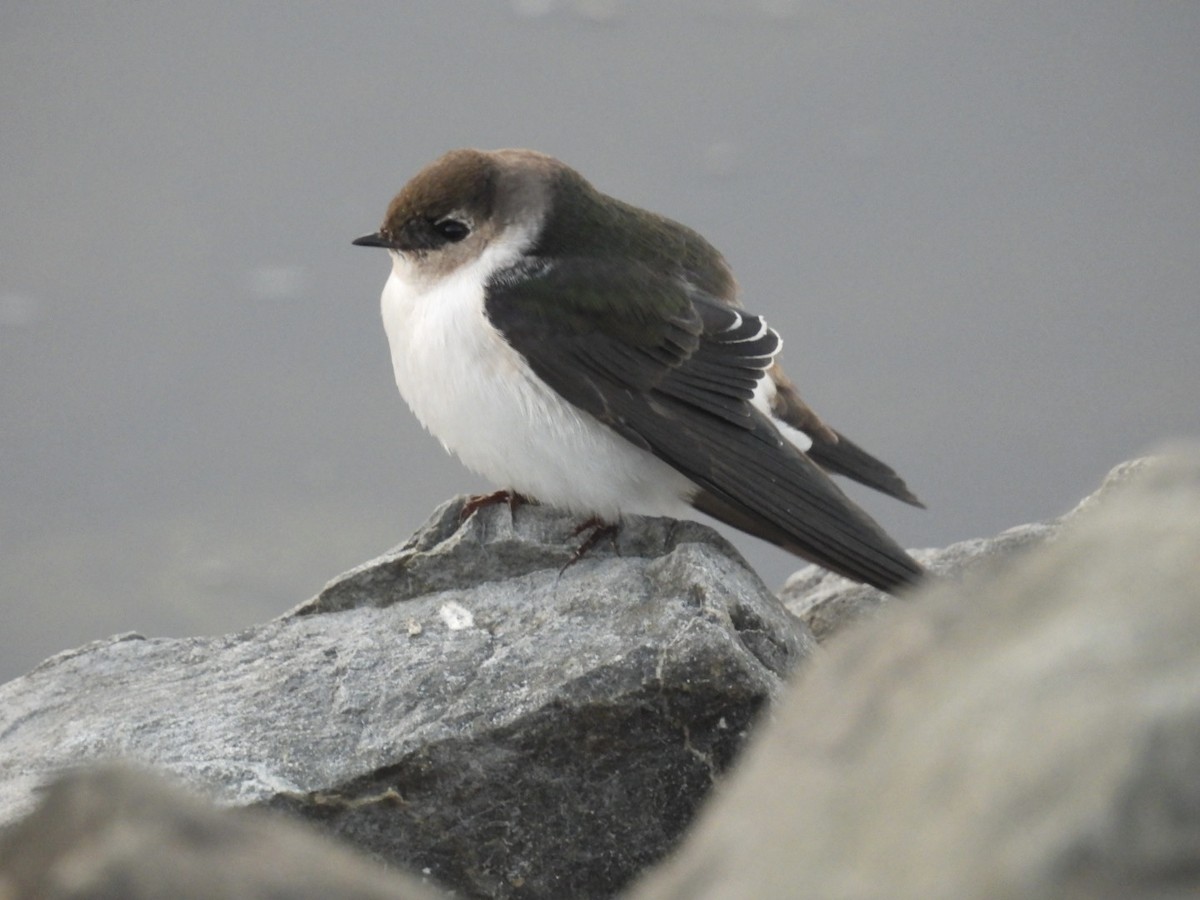 Violet-green Swallow - ML645868814