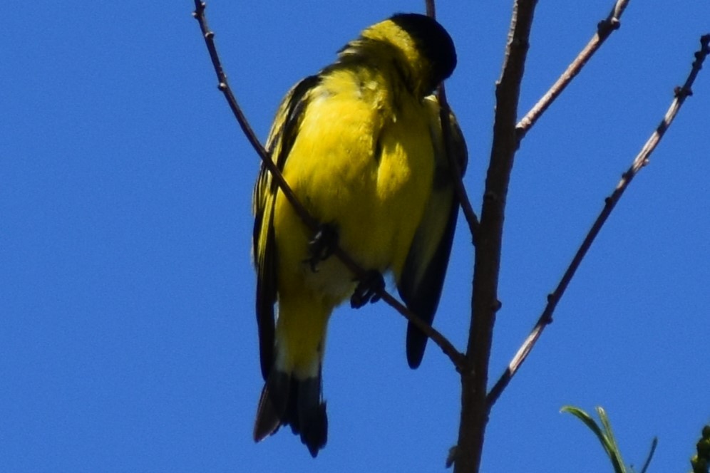 Hooded Siskin - ML645868815