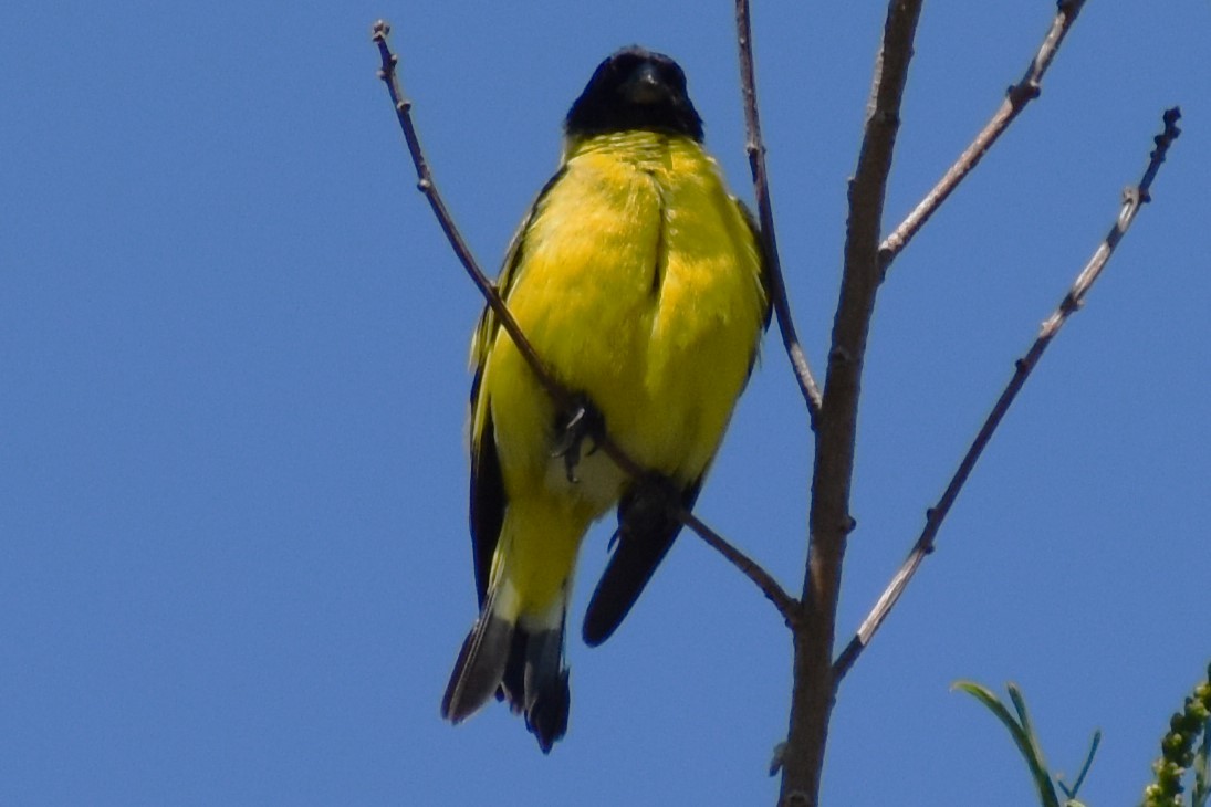 Hooded Siskin - ML645868816