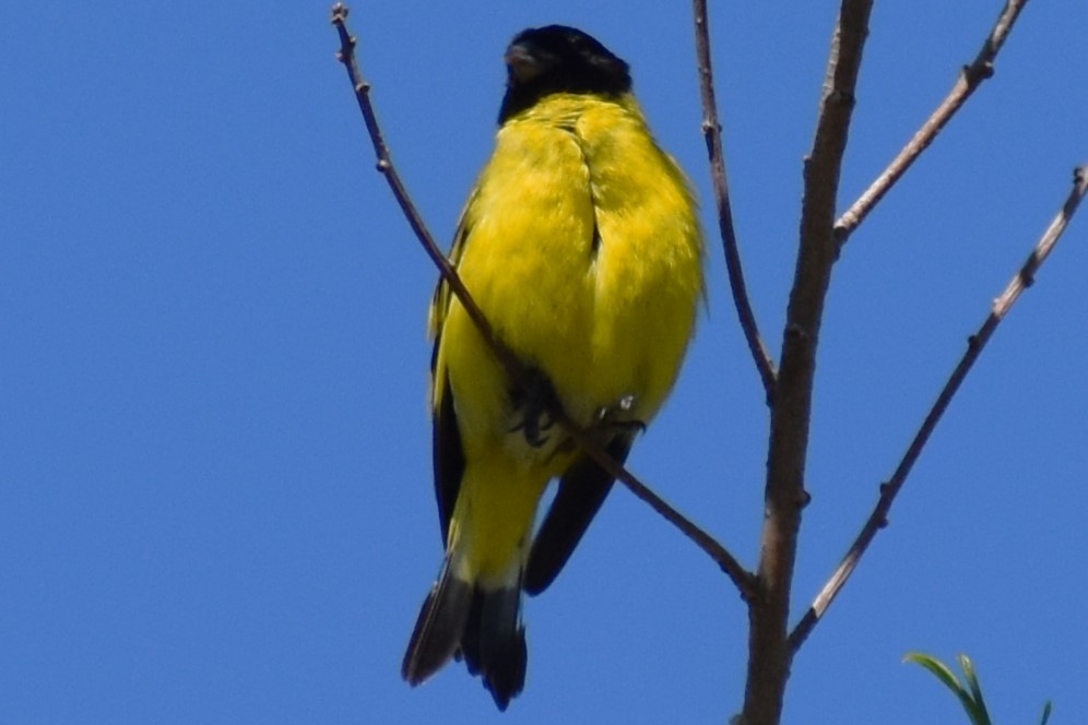 Hooded Siskin - ML645868817