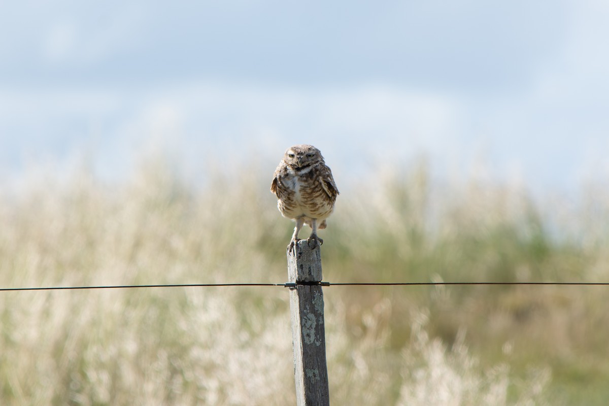 Burrowing Owl - ML645868819
