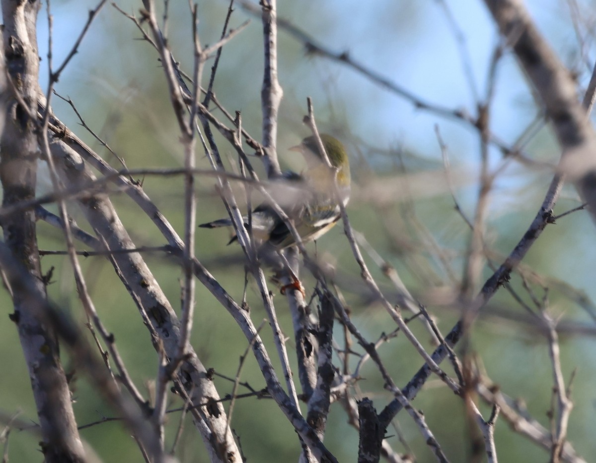 Northern Parula - ML645868822