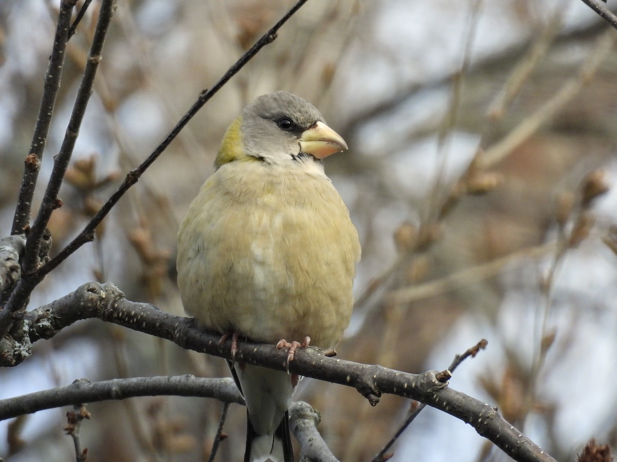 Mokolodi bekainoria - ML645868825