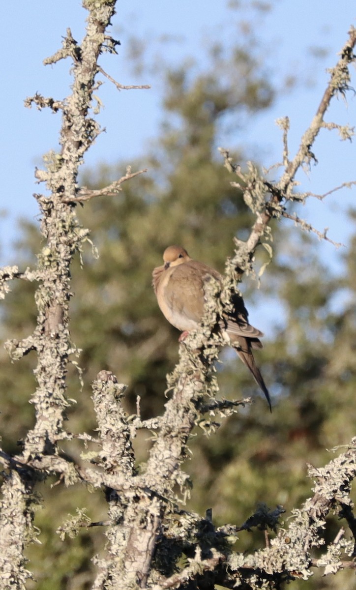 Zenaida arrunta - ML645868831