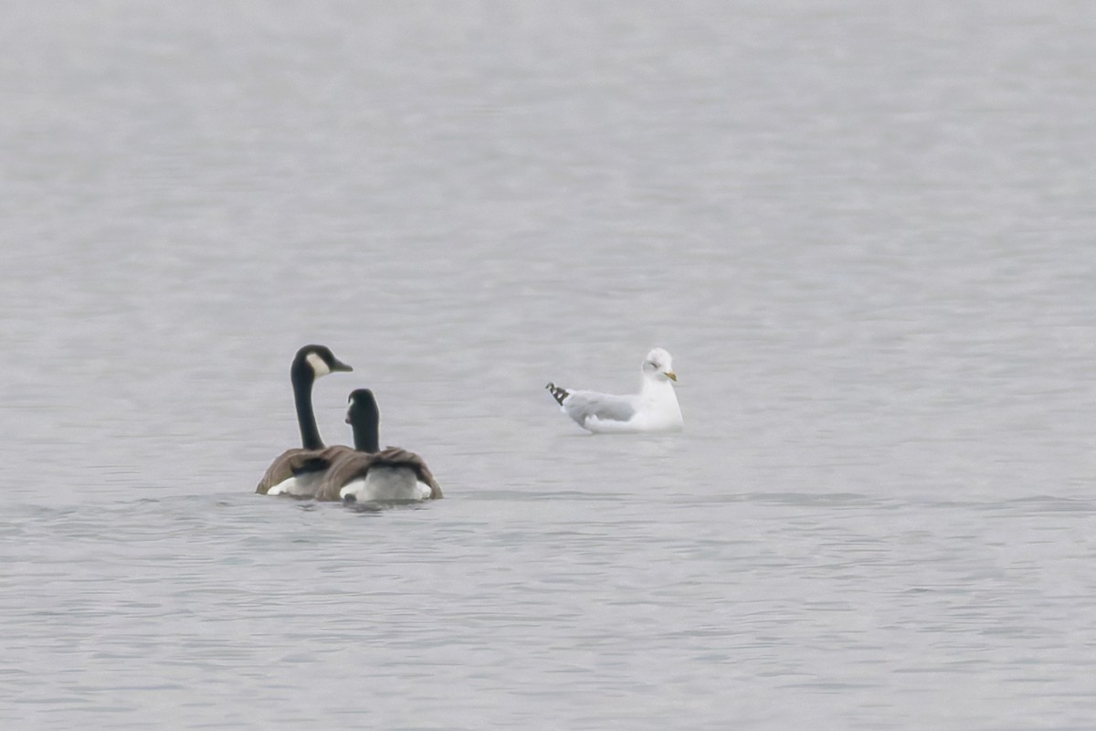 Delawareko kaioa - ML645868833