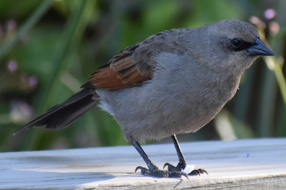 Grayish Baywing - ML645868835