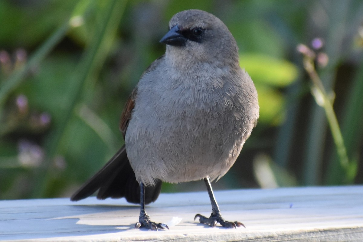 Grayish Baywing - ML645868836