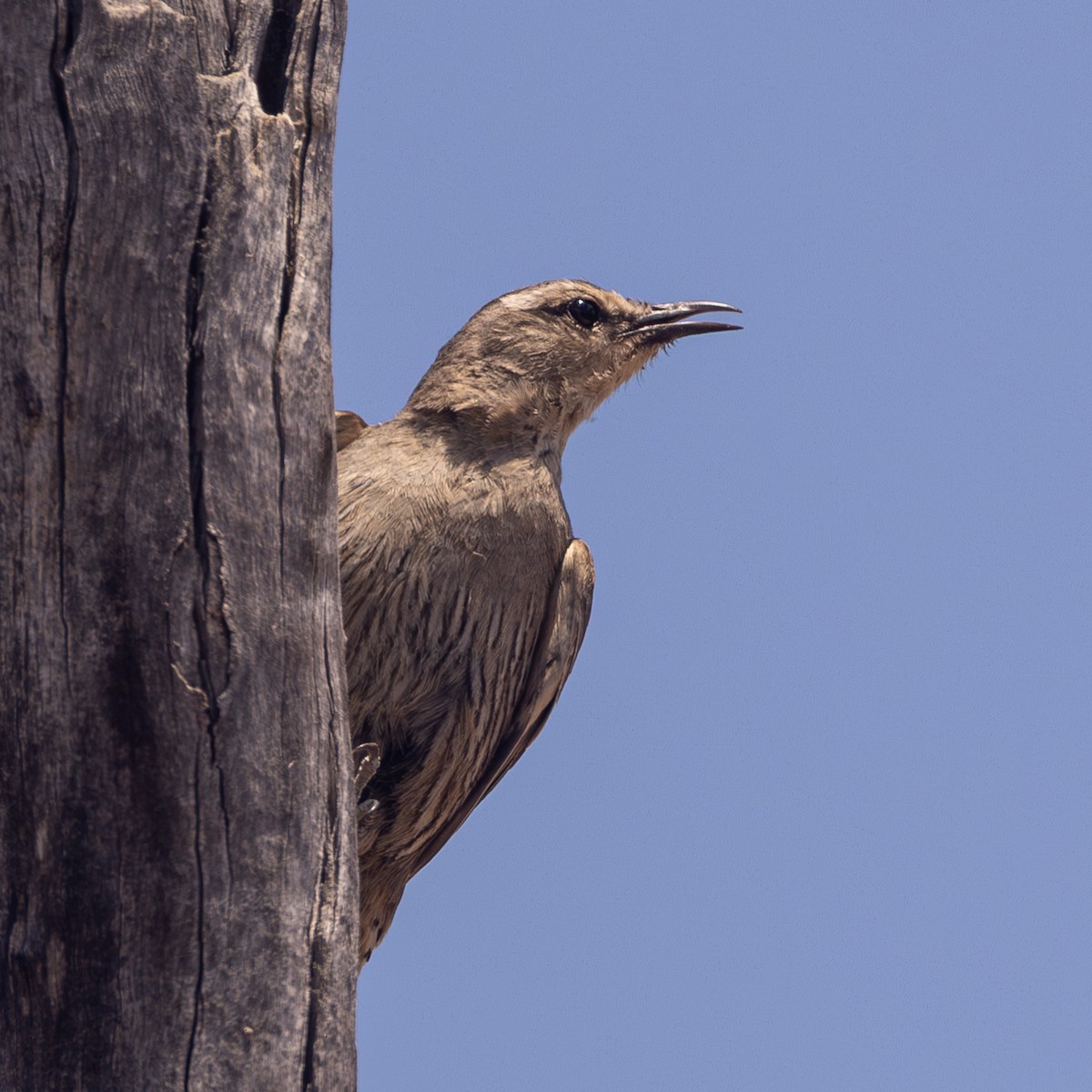 Katanar arrea - ML645868838