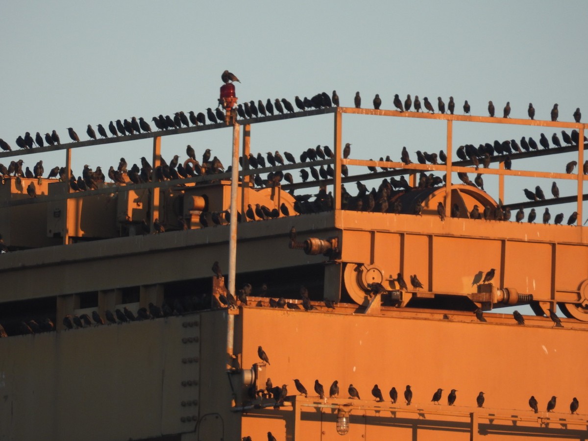 Arabazozo pikarta - ML645868839