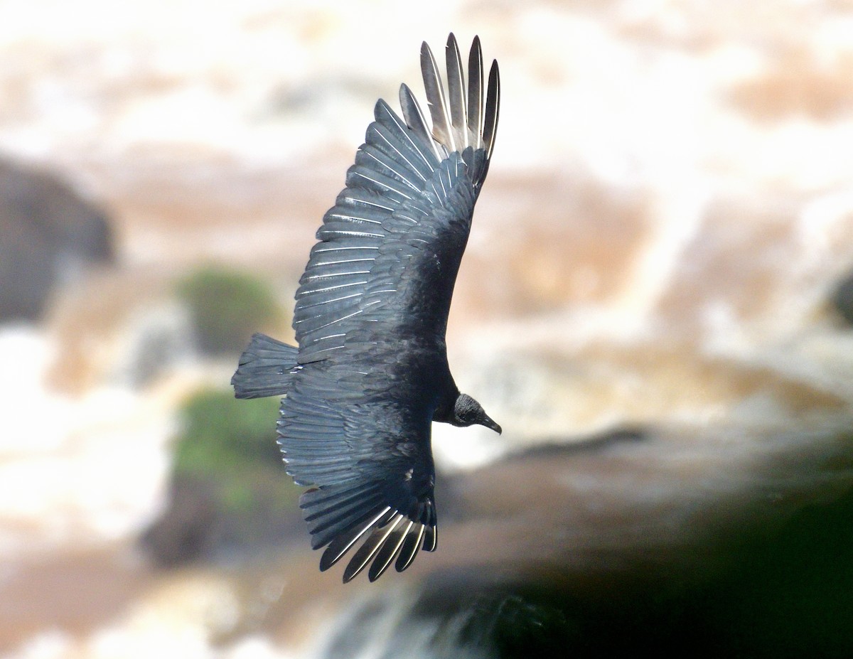 Zopilote beltza - ML645868841