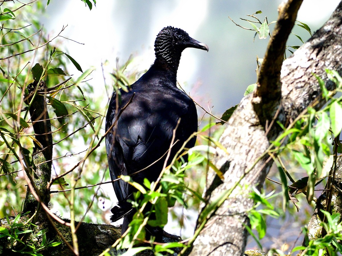 Zopilote beltza - ML645868842