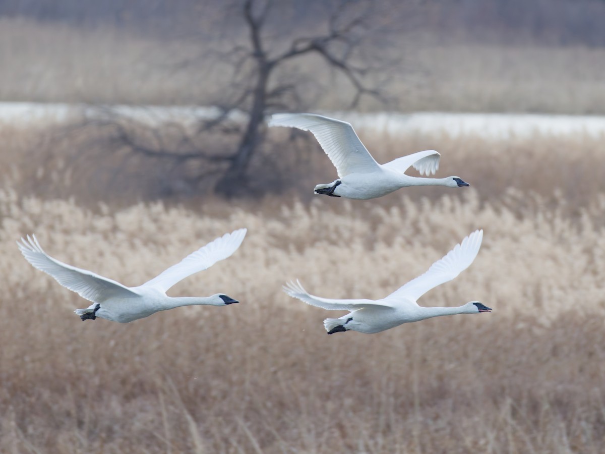 Beltxarga tronpetaria - ML645868843