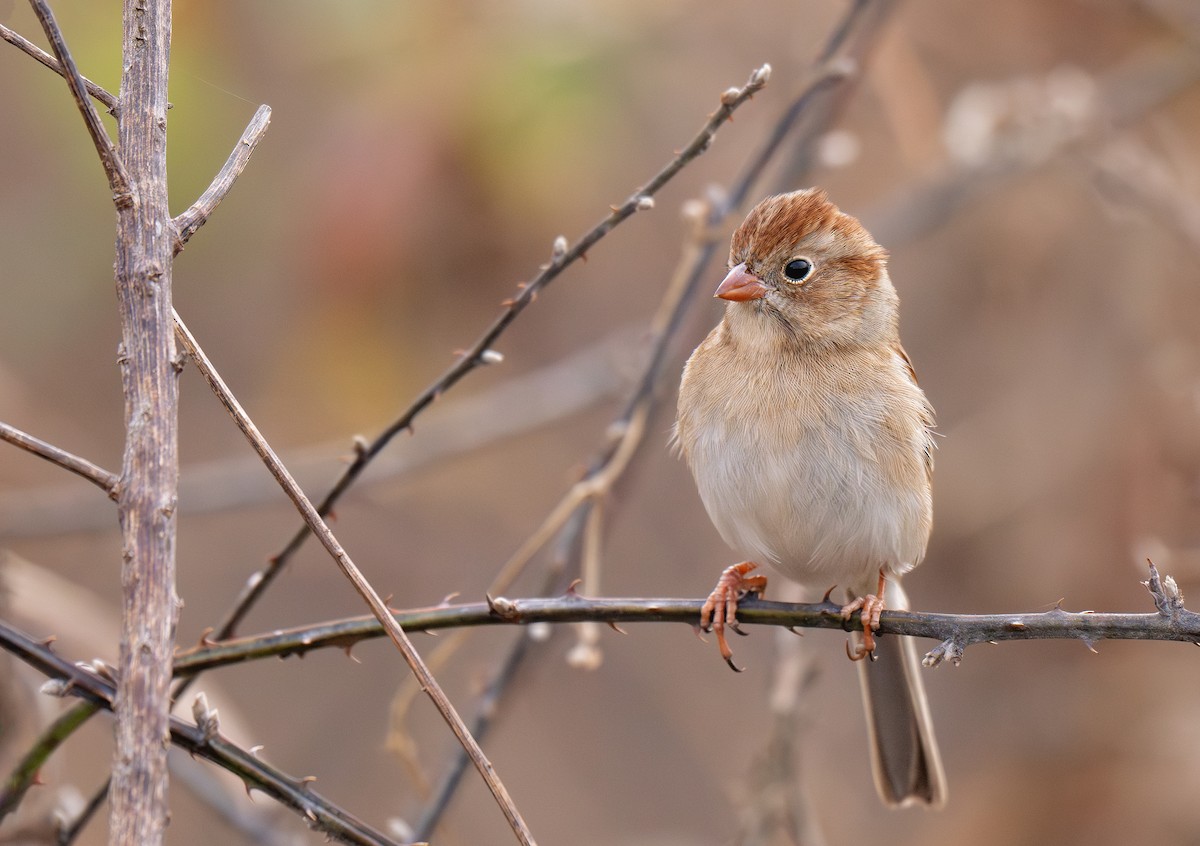 Field Sparrow - ML645868844