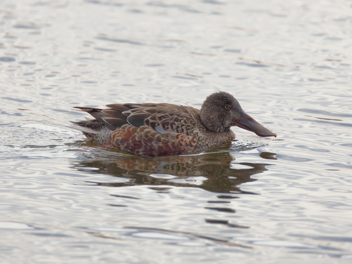 Ahate mokozabal zuria - ML645868845