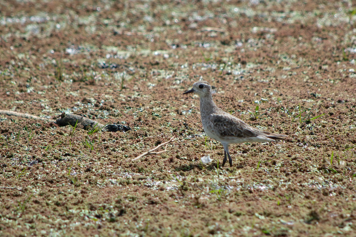 Urre-txirri amerikarra - ML645868846