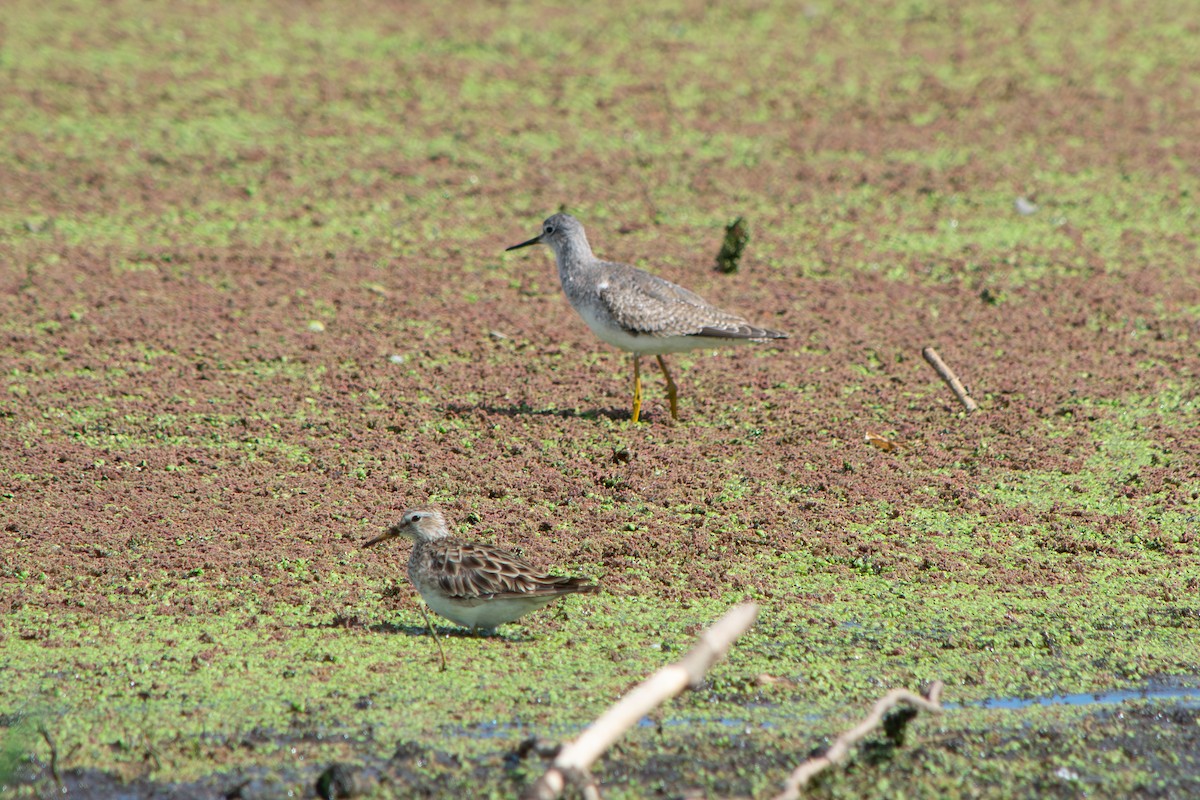 Kuliska hankahori txikia - ML645868847