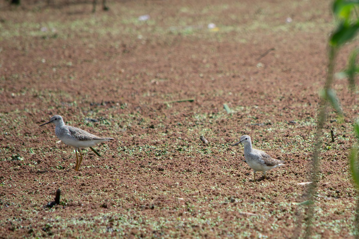 Kuliska hankahori txikia - ML645868848