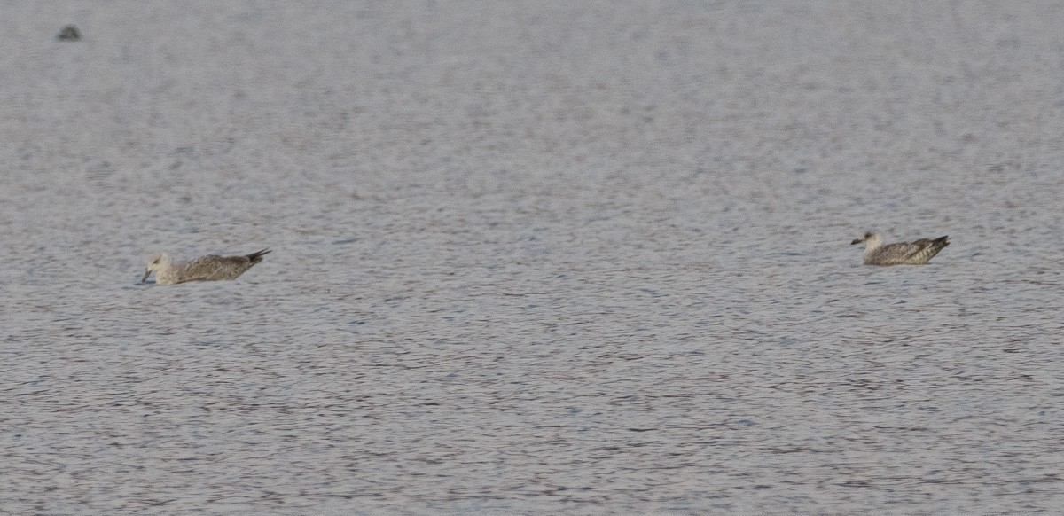 Caspian Gull - ML645868849