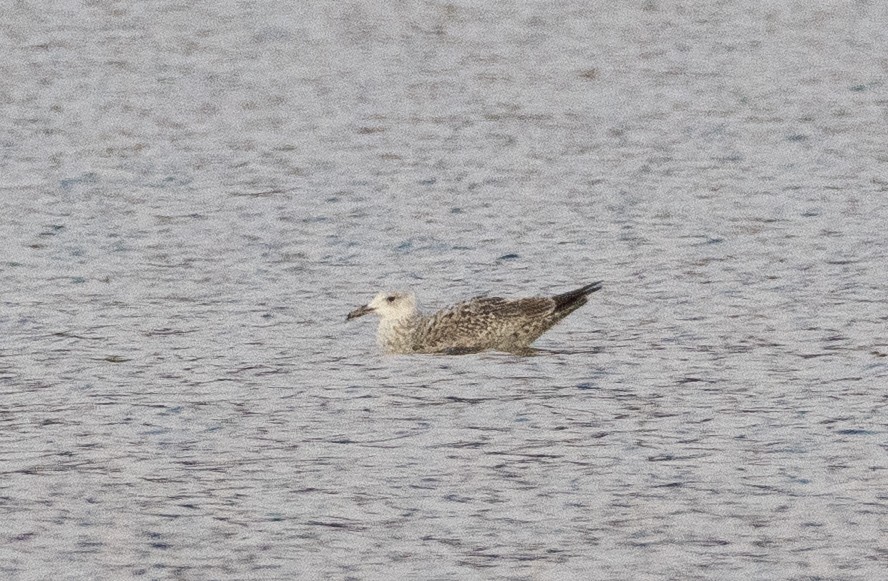 Caspian Gull - ML645868850