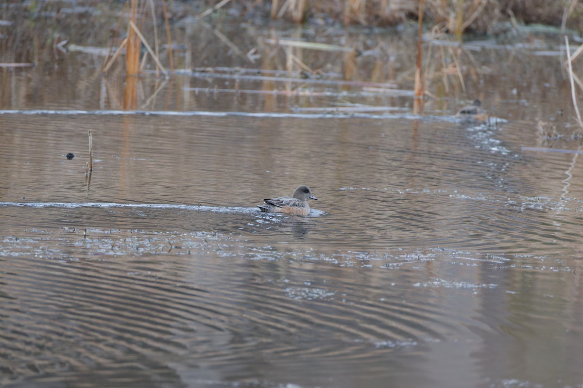 Ahate txistulari amerikarra - ML645868853