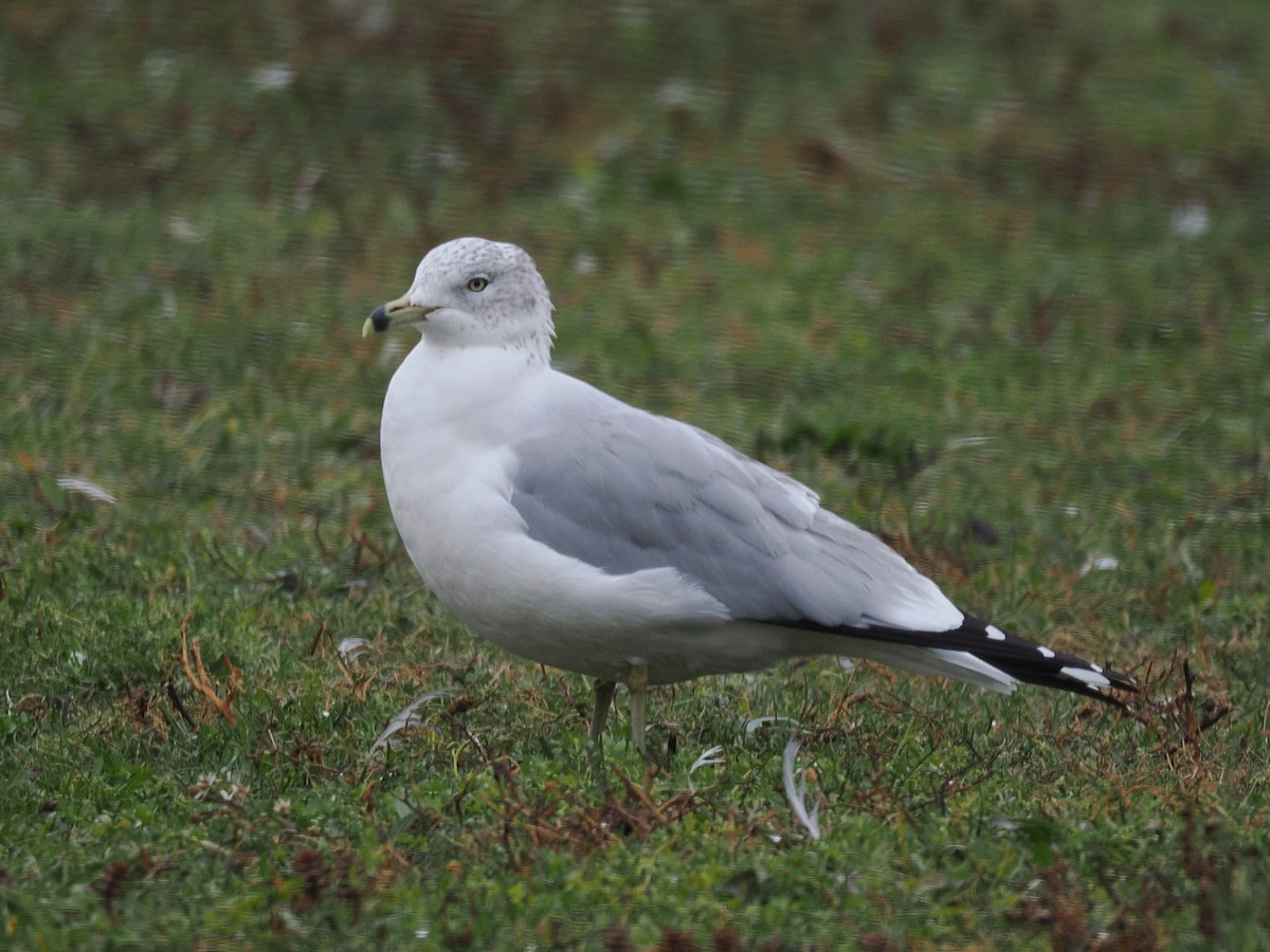 Delawareko kaioa - ML645868854