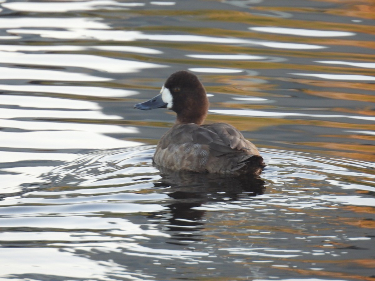 Murgilari txikia - ML645868856