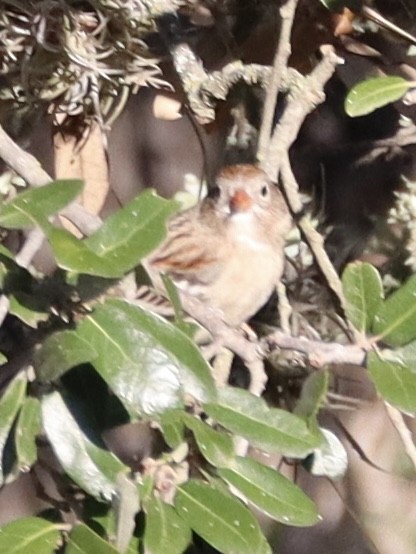 Field Sparrow - ML645868857