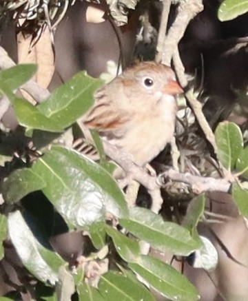 Field Sparrow - ML645868858