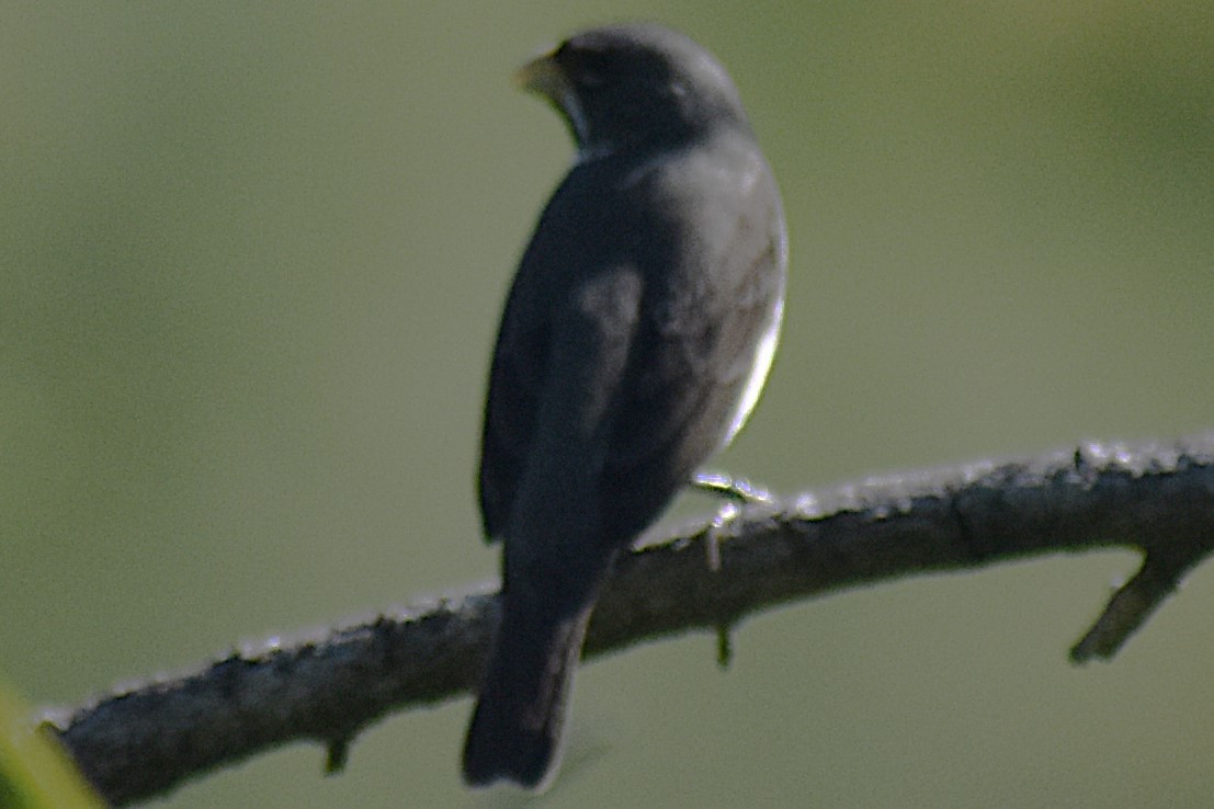 Double-collared Seedeater - ML645868859