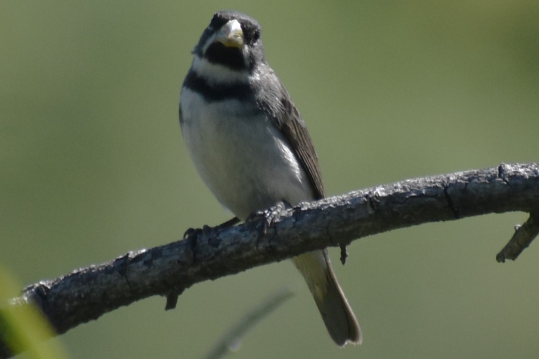 Double-collared Seedeater - ML645868860