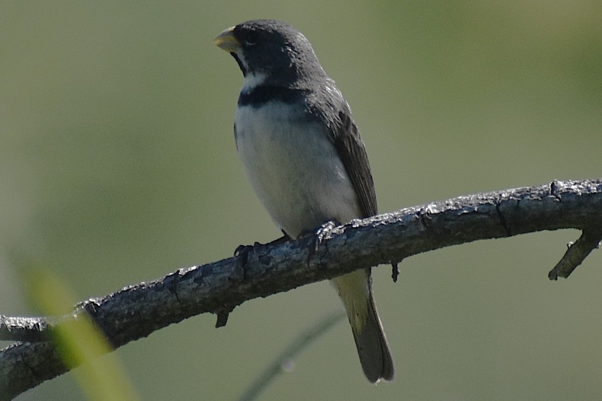 Double-collared Seedeater - ML645868861