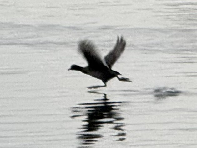 Kopetazuri amerikarra - ML645868862